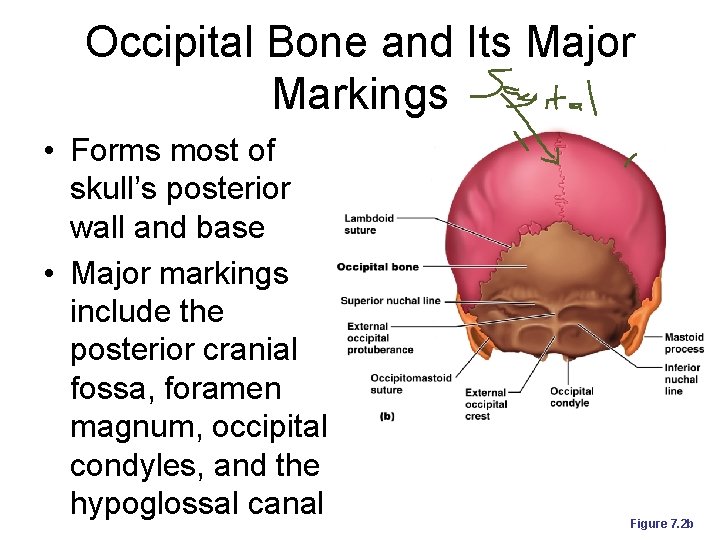 Occipital Bone and Its Major Markings • Forms most of skull’s posterior wall and