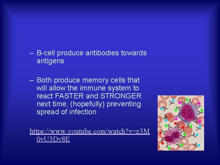 – B-cell produce antibodies towards antigens – Both produce memory cells that will allow