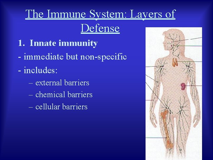 The Immune System: Layers of Defense 1. Innate immunity - immediate but non-specific -