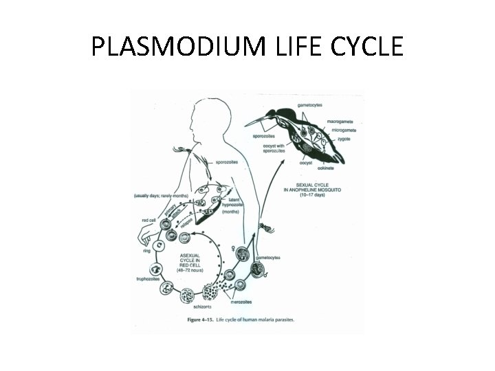 PLASMODIUM LIFE CYCLE 