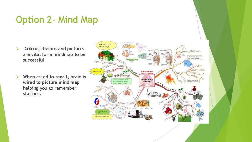 Option 2 - Mind Map Ø Colour, themes and pictures are vital for a