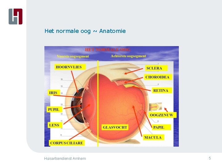 Het normale oog ~ Anatomie Huisartsendienst Arnhem 5 