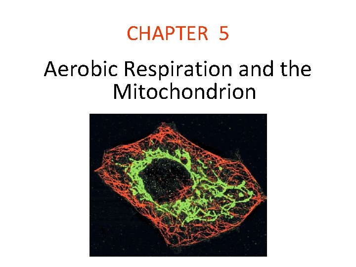 CHAPTER 5 Aerobic Respiration and the Mitochondrion 
