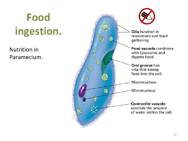 Food ingestion. Nutrition in Paramecium. 11 Food ingestion. Nutrition in Paramecium. 11