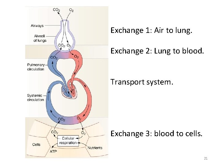 Exchange 1: Air to lung. Exchange 2: Lung to blood. Transport system. Exchange 3: