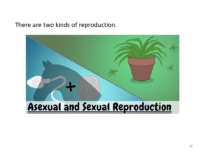 There are two kinds of reproduction. 24 There are two kinds of reproduction. 24
