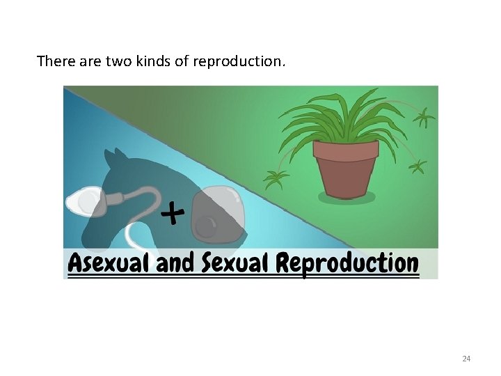 There are two kinds of reproduction. 24 