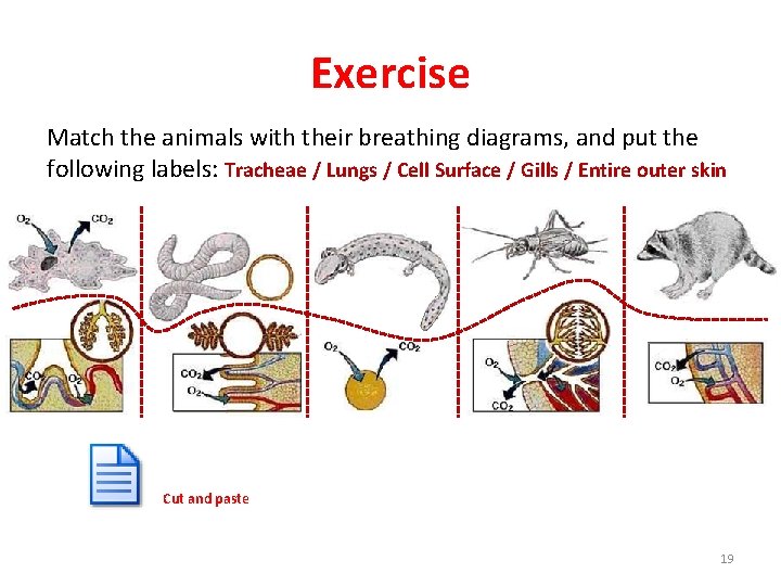 Exercise Match the animals with their breathing diagrams, and put the following labels: Tracheae