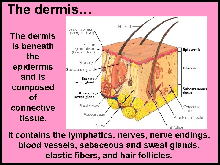 The dermis… The dermis is beneath the epidermis and is composed of connective tissue.