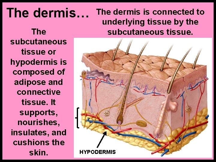 The dermis… The subcutaneous tissue or hypodermis is composed of adipose and connective tissue.