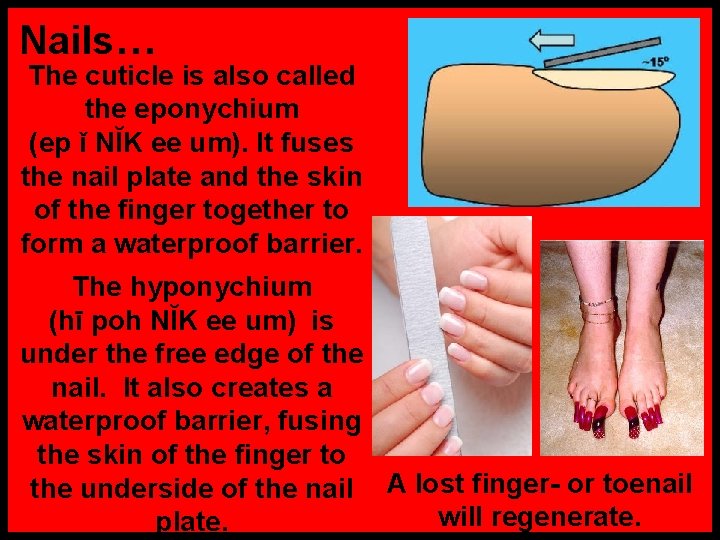 Nails… The cuticle is also called the eponychium (ep ǐ NĬK ee um). It
