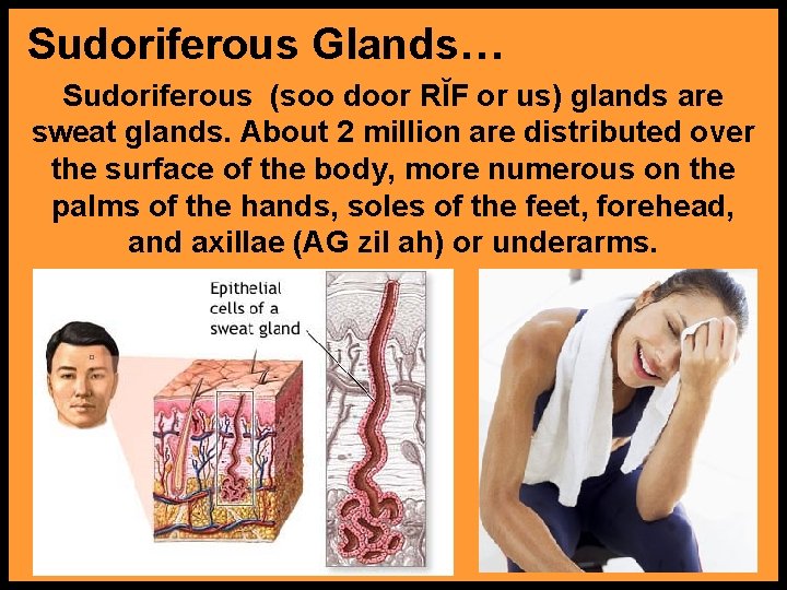 Sudoriferous Glands… Sudoriferous (soo door RĬF or us) glands are sweat glands. About 2