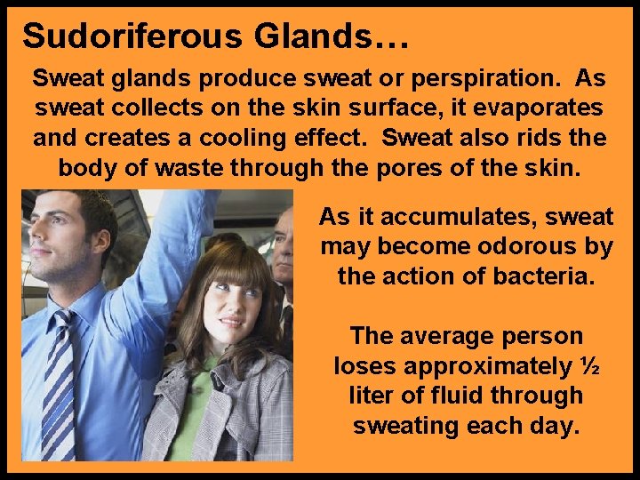 Sudoriferous Glands… Sweat glands produce sweat or perspiration. As sweat collects on the skin