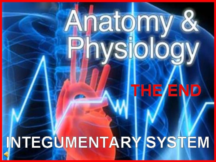 THE END INTEGUMENTARY SYSTEM 