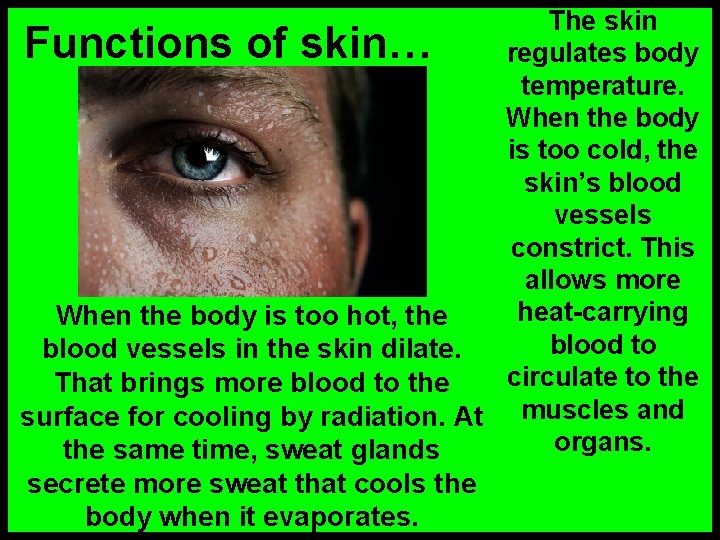 The skin regulates body temperature. When the body is too cold, the skin’s blood