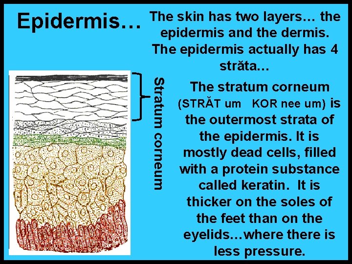 Epidermis… The skin has two layers… the epidermis and the dermis. The epidermis actually