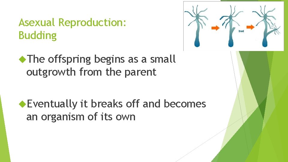 Asexual Reproduction: Budding The offspring begins as a small outgrowth from the parent Eventually