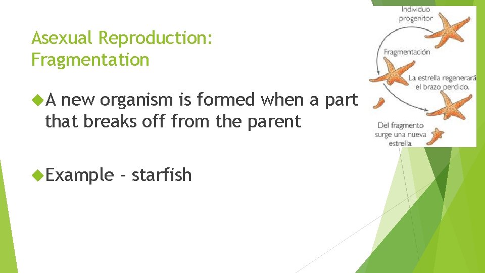Asexual Reproduction: Fragmentation A new organism is formed when a part that breaks off