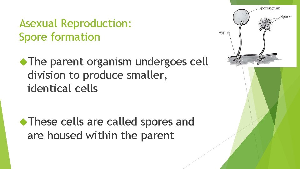 Asexual Reproduction: Spore formation The parent organism undergoes cell division to produce smaller, identical