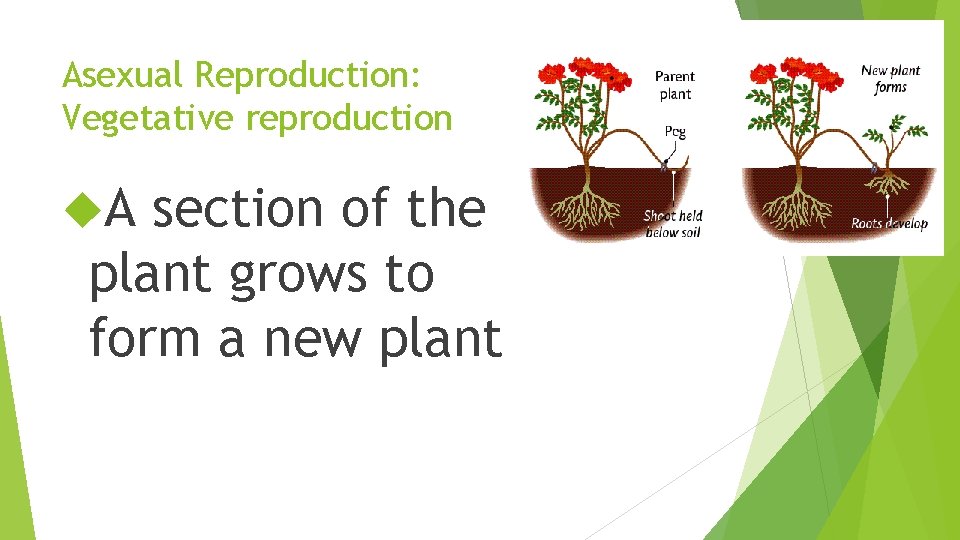 Asexual Reproduction: Vegetative reproduction A section of the plant grows to form a new