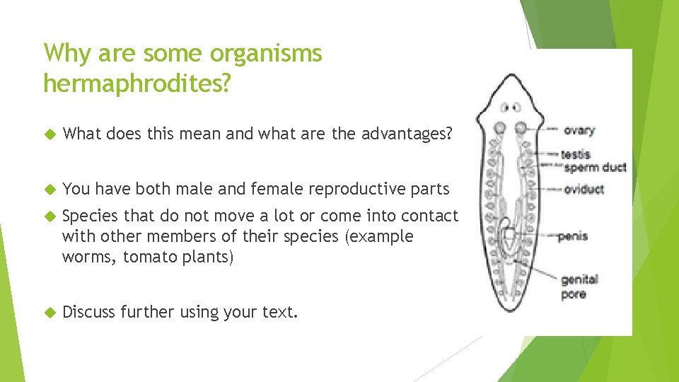 Why are some organisms hermaphrodites? What does this mean and what are the advantages?