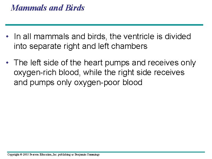 Mammals and Birds • In all mammals and birds, the ventricle is divided into