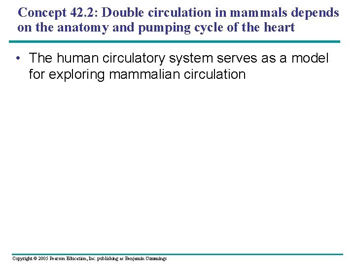 Concept 42. 2: Double circulation in mammals depends on the anatomy and pumping cycle