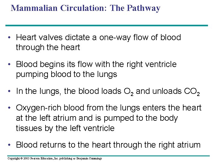 Mammalian Circulation: The Pathway • Heart valves dictate a one-way flow of blood through