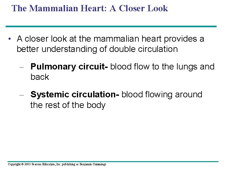 The Mammalian Heart: A Closer Look • A closer look at the mammalian heart