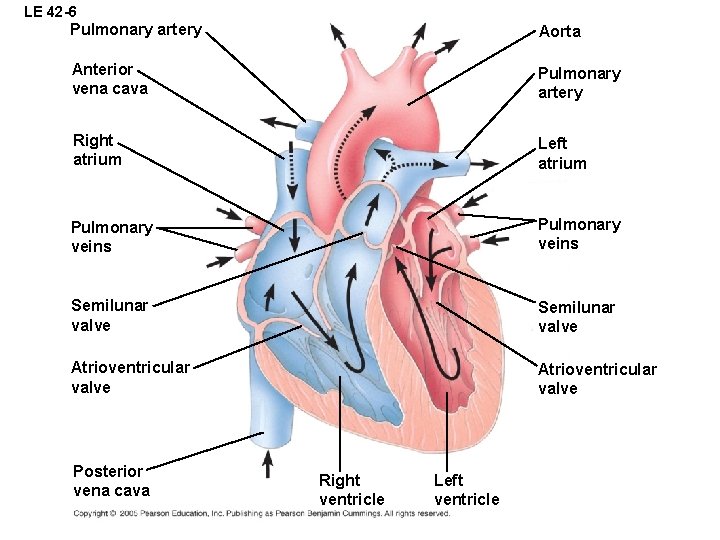 LE 42 -6 Pulmonary artery Aorta Anterior vena cava Pulmonary artery Right atrium Left