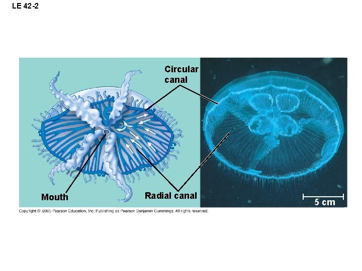 LE 42 -2 Circular canal Mouth Radial canal 5 cm 