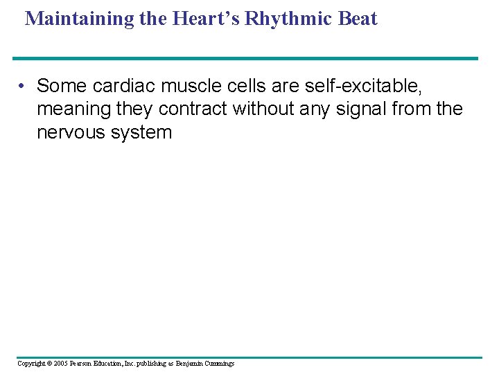 Maintaining the Heart’s Rhythmic Beat • Some cardiac muscle cells are self-excitable, meaning they