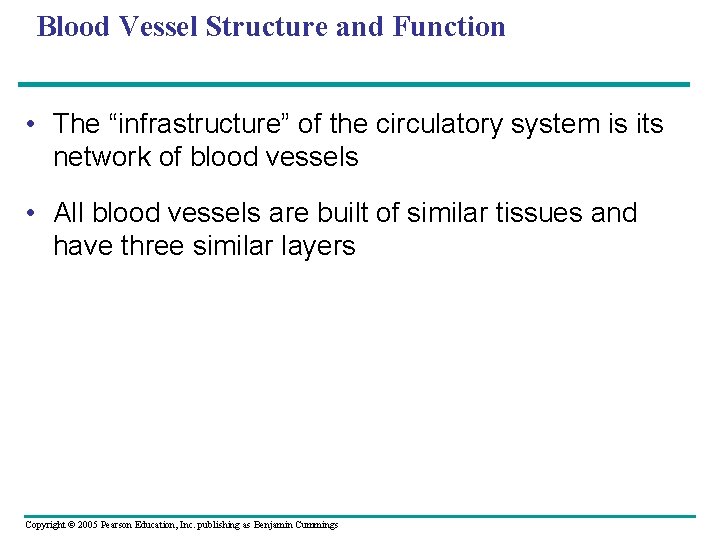 Blood Vessel Structure and Function • The “infrastructure” of the circulatory system is its