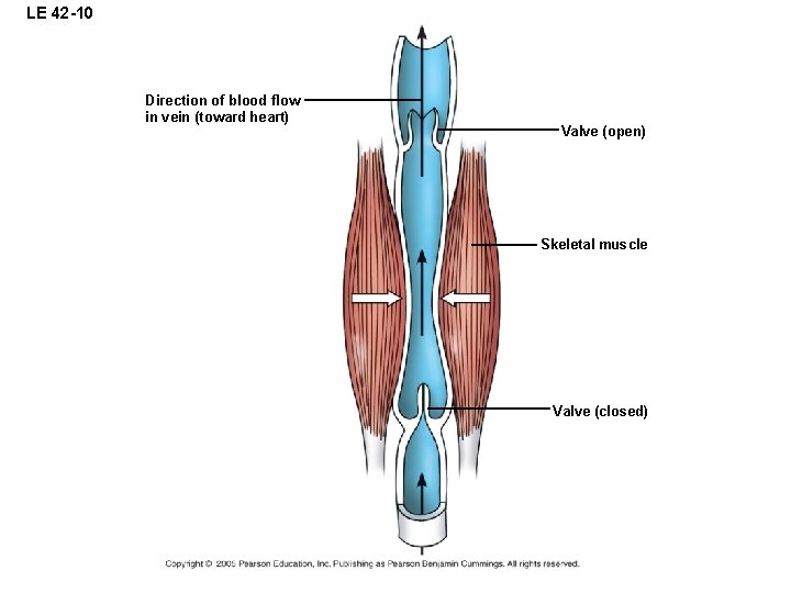 LE 42 -10 Direction of blood flow in vein (toward heart) Valve (open) Skeletal