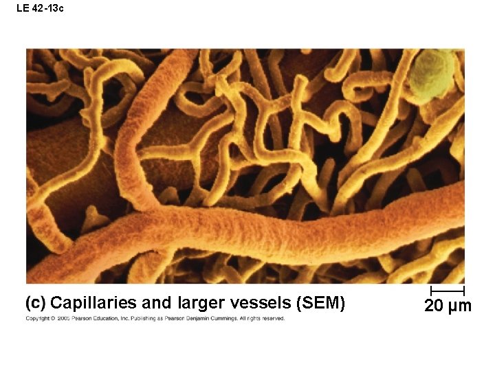 LE 42 -13 c Capillaries and larger vessels (SEM) 20 µm 