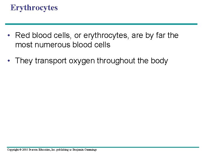 Erythrocytes • Red blood cells, or erythrocytes, are by far the most numerous blood