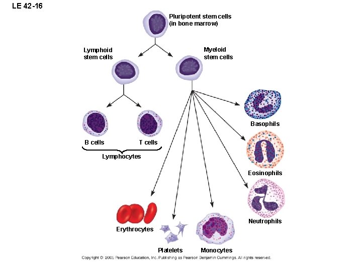 LE 42 -16 Pluripotent stem cells (in bone marrow) Myeloid stem cells Lymphoid stem