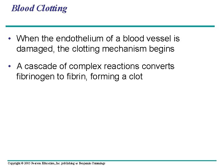 Blood Clotting • When the endothelium of a blood vessel is damaged, the clotting
