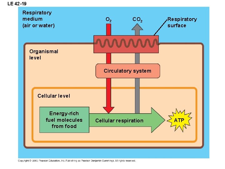 LE 42 -19 Respiratory medium (air or water) O 2 CO 2 Respiratory surface