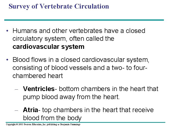 Survey of Vertebrate Circulation • Humans and other vertebrates have a closed circulatory system,