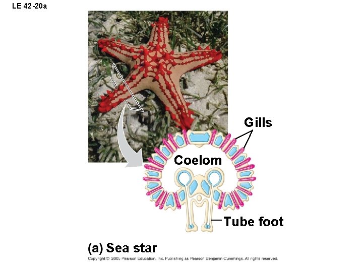 LE 42 -20 a Gills Coelom Tube foot Sea star 