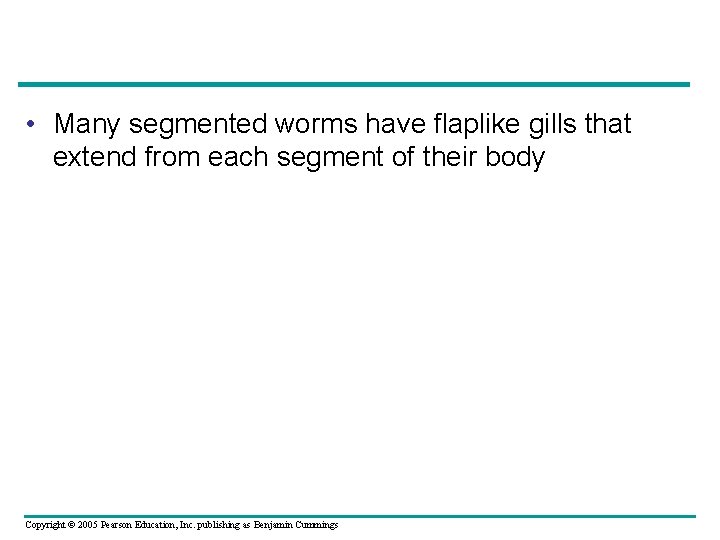  • Many segmented worms have flaplike gills that extend from each segment of