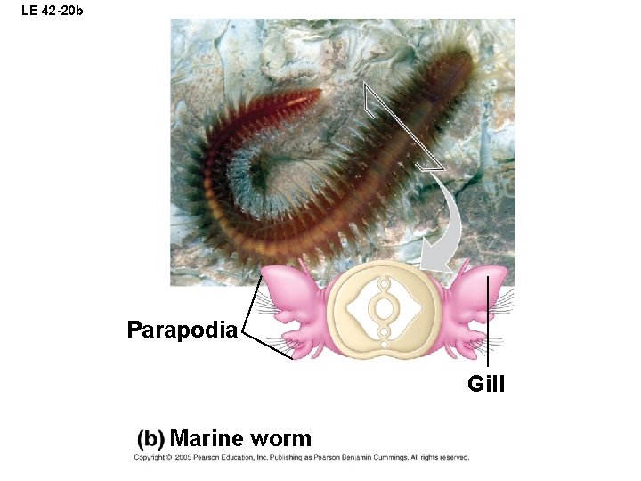 LE 42 -20 b Parapodia Gill Marine worm 