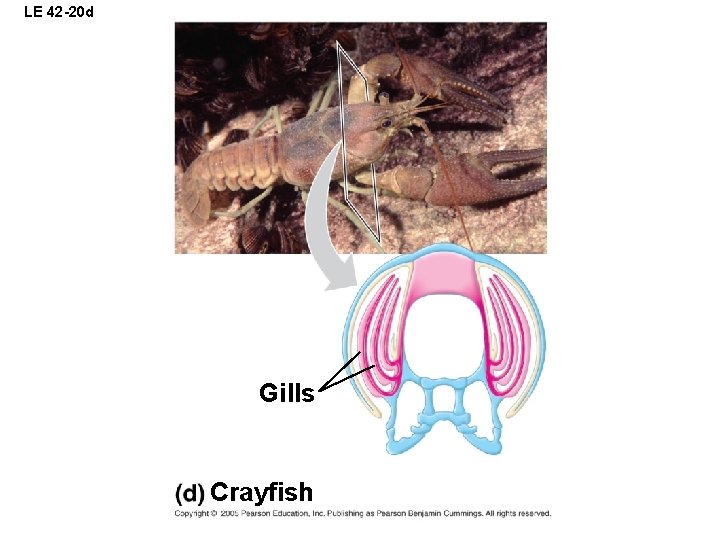 LE 42 -20 d Gills Crayfish 