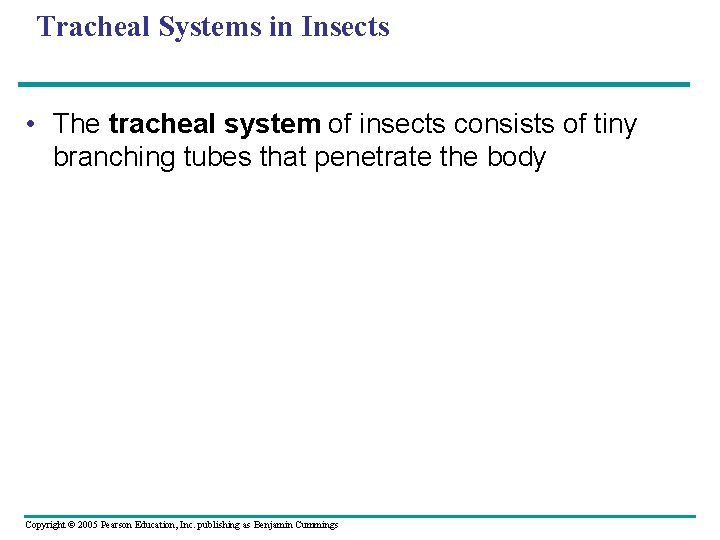 Tracheal Systems in Insects • The tracheal system of insects consists of tiny branching