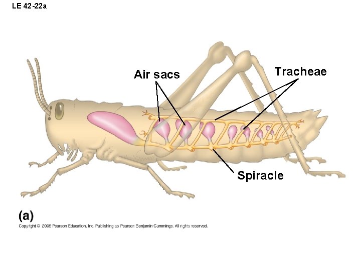 LE 42 -22 a Air sacs Tracheae Spiracle 