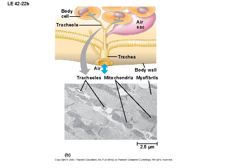 LE 42 -22 b Body cell Air sac Tracheole Trachea Air Body wall Tracheoles