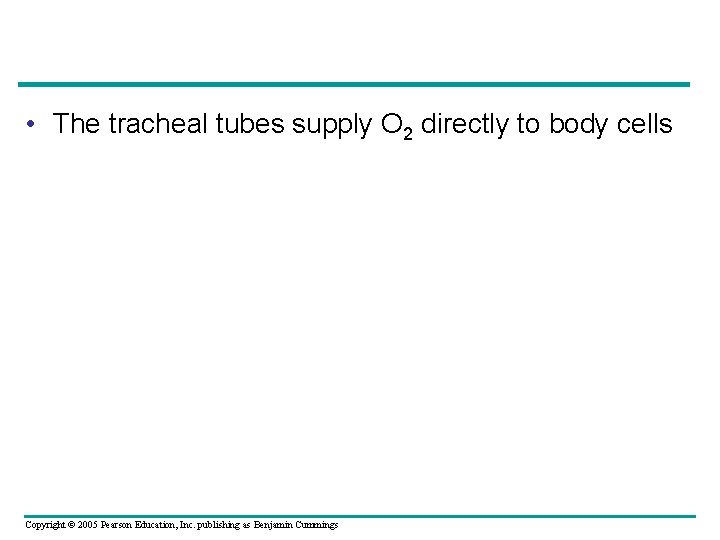  • The tracheal tubes supply O 2 directly to body cells Copyright ©