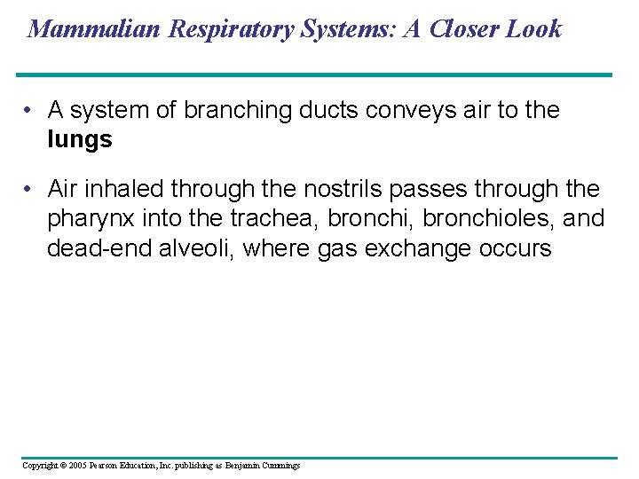 Mammalian Respiratory Systems: A Closer Look • A system of branching ducts conveys air