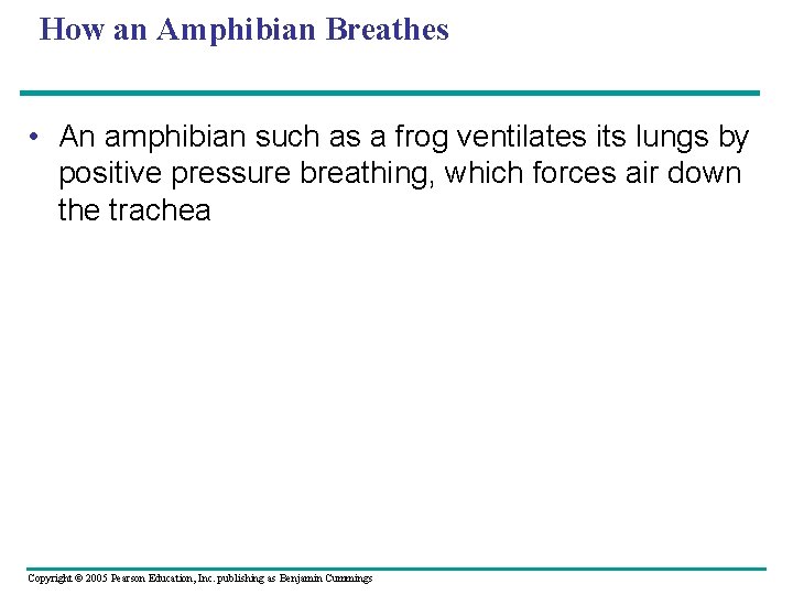 How an Amphibian Breathes • An amphibian such as a frog ventilates its lungs